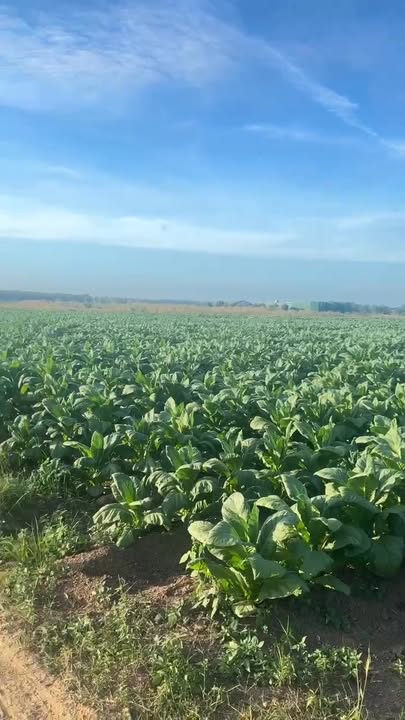 Đất nông nghiệp 43ha tại Đắk Lắk - Sổ hồng chính chủ, giá chỉ 14.7 tỷ!