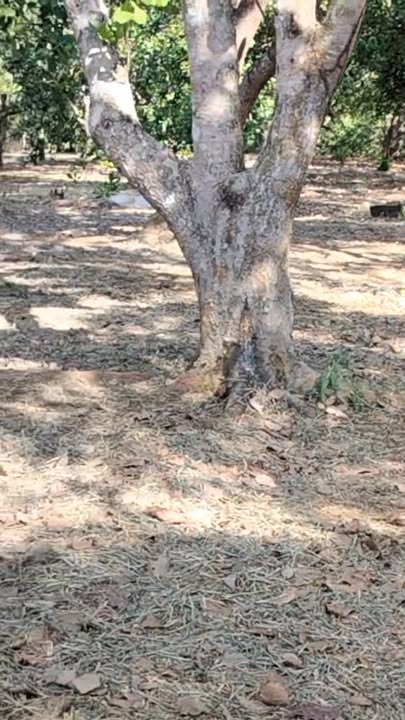 Đất nền 40.000m² tại xã Đak Nhau, huyện Bù Đăng - Đầu tư lý tưởng!