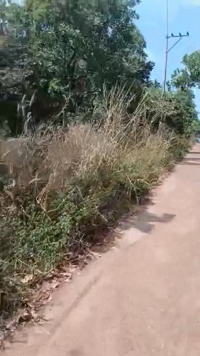 Đất nền thổ cư xã Đường 10 huyện Bù Đăng 10000m² - Giá thỏa thuận hấp dẫn!