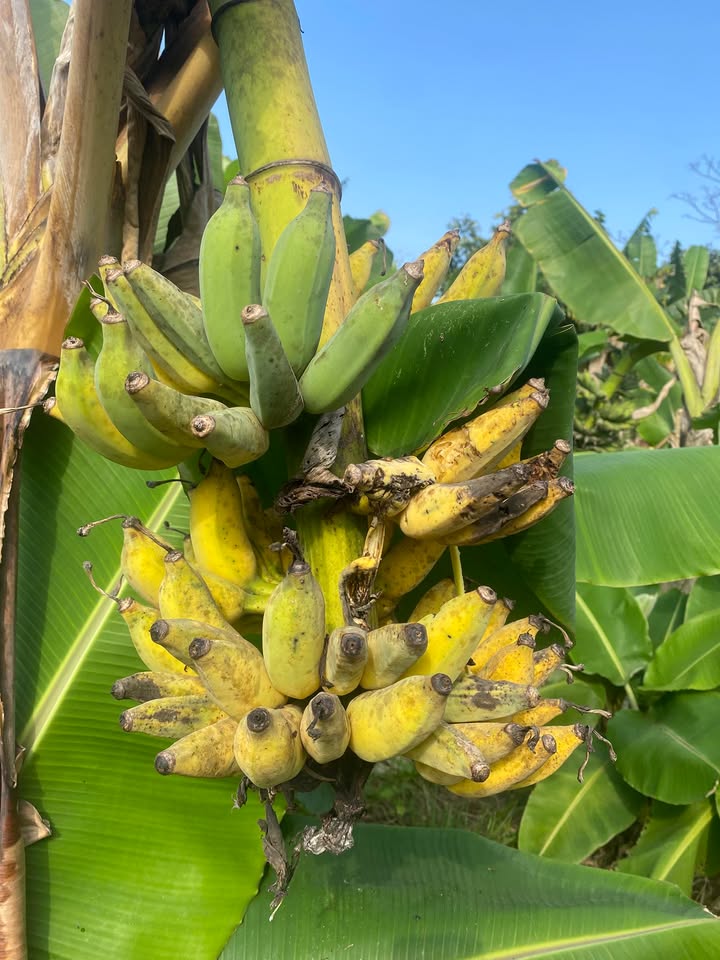 Đất nền chợ Kiểm Lâm Duy Hòa 162m² giá 3 tỷ - Đầu tư sinh lời ngay hôm nay!