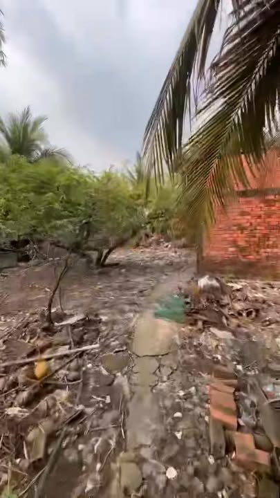 Đất vườn trồng cây ăn trái 1000m² tại Phước Hậu, Cần Giuộc - Giá chỉ 1.5 tỷ, bớt lộc cho khách thiện chí!