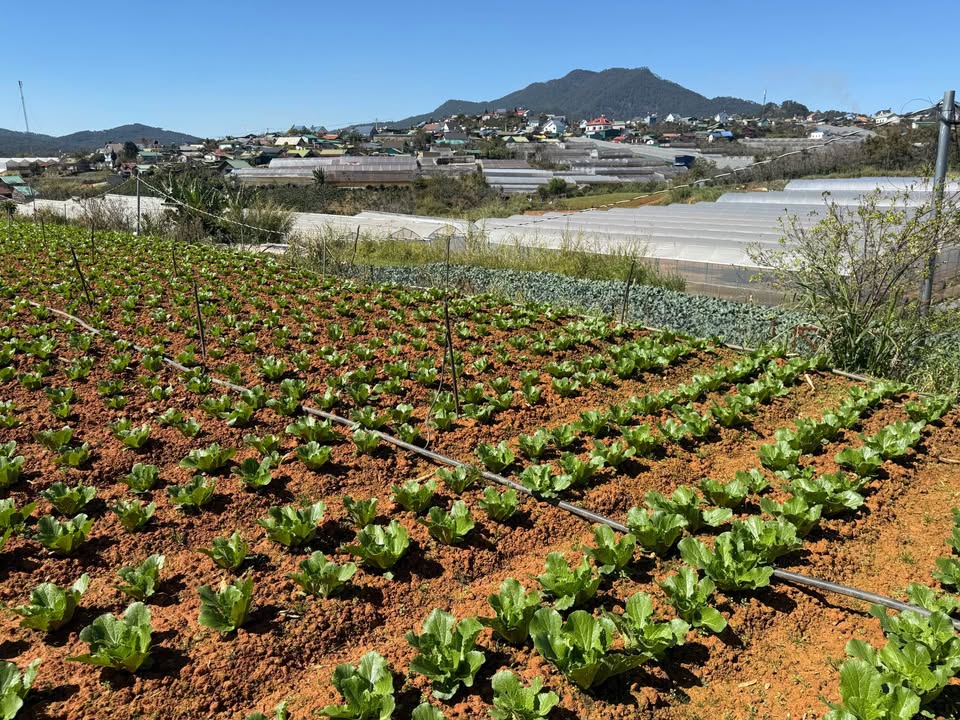 Đất nền xã Đạ Nhim, Lạc Dương 4000m² - Sổ đỏ chính chủ, giá thỏa thuận!