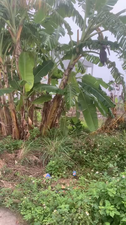 Đất nền 158m² tại Xã Xuân Hòa, Huyện Như Xuân - Cơ hội đầu tư tuyệt vời!