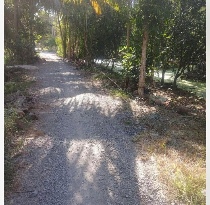 Đất nông nghiệp 4 công tại Mỹ Thạnh Trung, Vĩnh Long - Giá chỉ 1.28 tỷ!