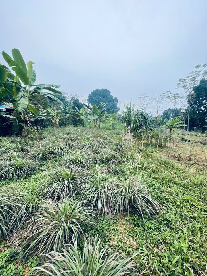 Đất nghỉ dưỡng 1800m² tại Yên Bài, Ba Vì - Giá thỏa thuận hấp dẫn!