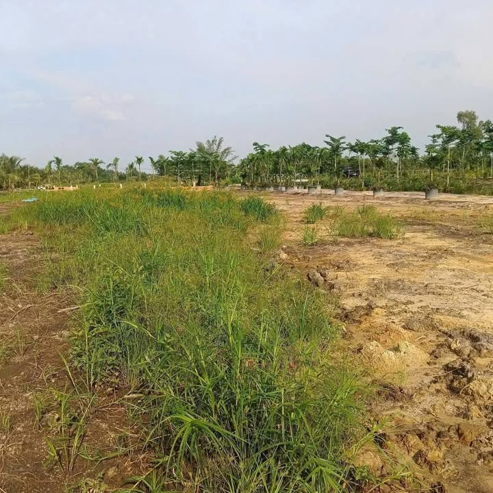 Bán đất thổ cư 100% tại Tân Phước, Đồng Tháp - 250 triệu/nền, ô tô vào tận nơi!