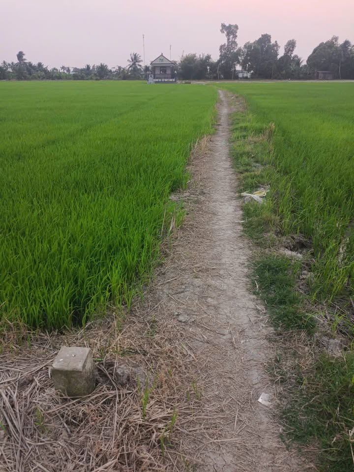 Bán đất 36.000m² tại Đức Tân, Tân Trụ, Long An chỉ 34 tỷ - Cơ hội đầu tư sinh lời!