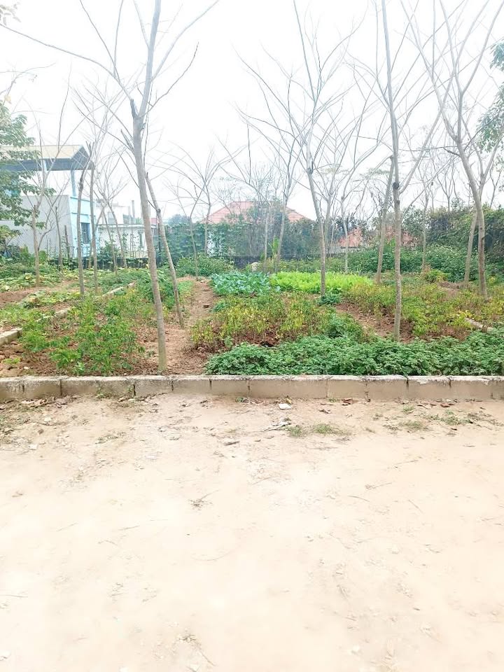 Đất nền khu Chiến Thắng, Xuân Mai 81.5m² giá 1 tỷ - Đầu tư sinh lời ngay!