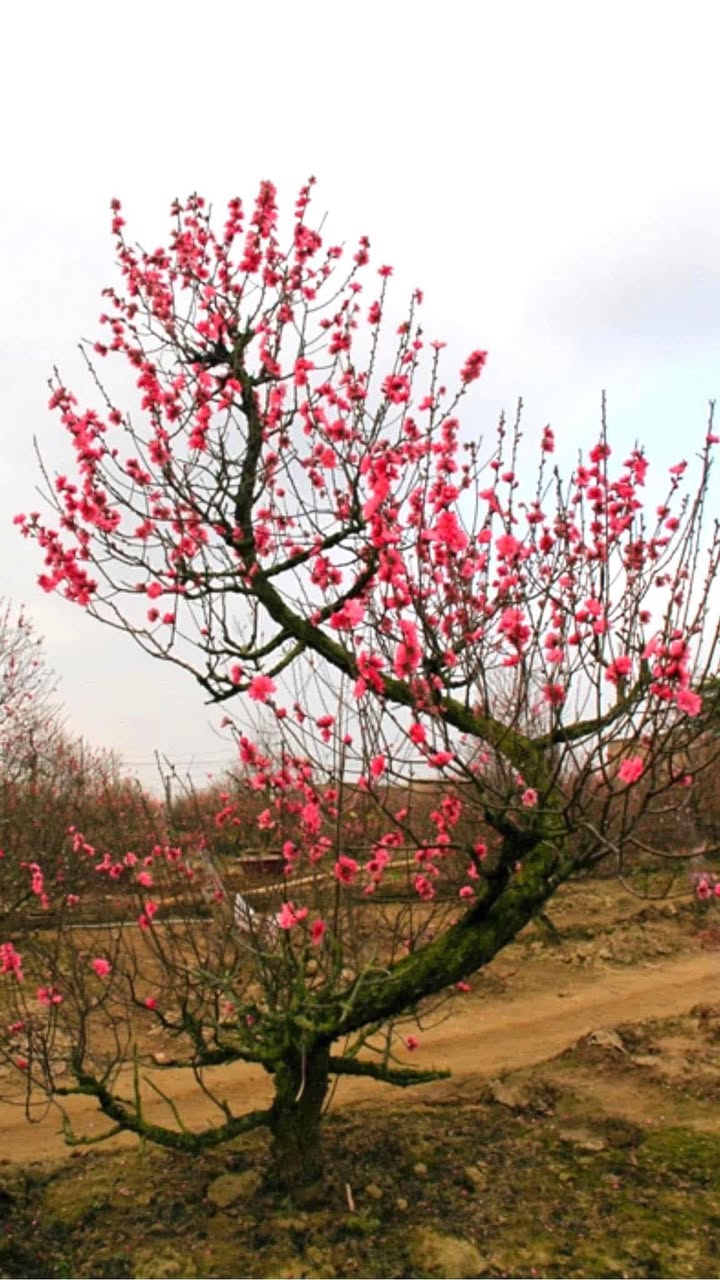 Đất nền Mạc Đĩnh Chi, Hưng Yên 82m² giá thỏa thuận - Cơ hội đầu tư hấp dẫn!