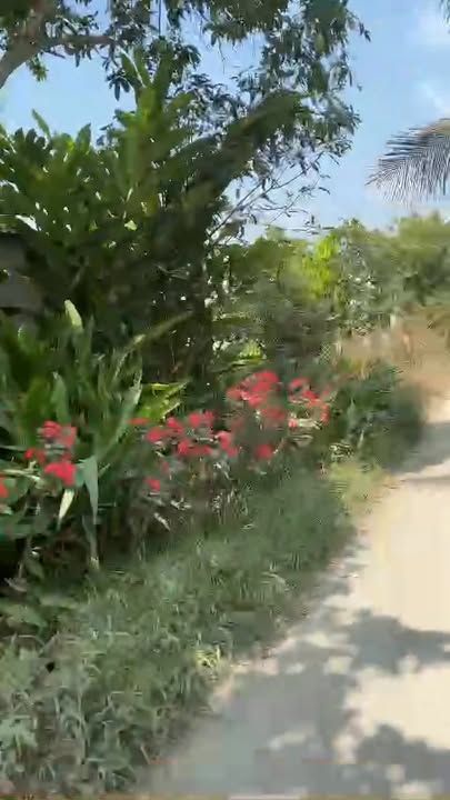 Đất nền gần chợ Vĩnh Thuận, An Giang 180m² giá chỉ 270 triệu - Cơ hội đầu tư tuyệt vời!