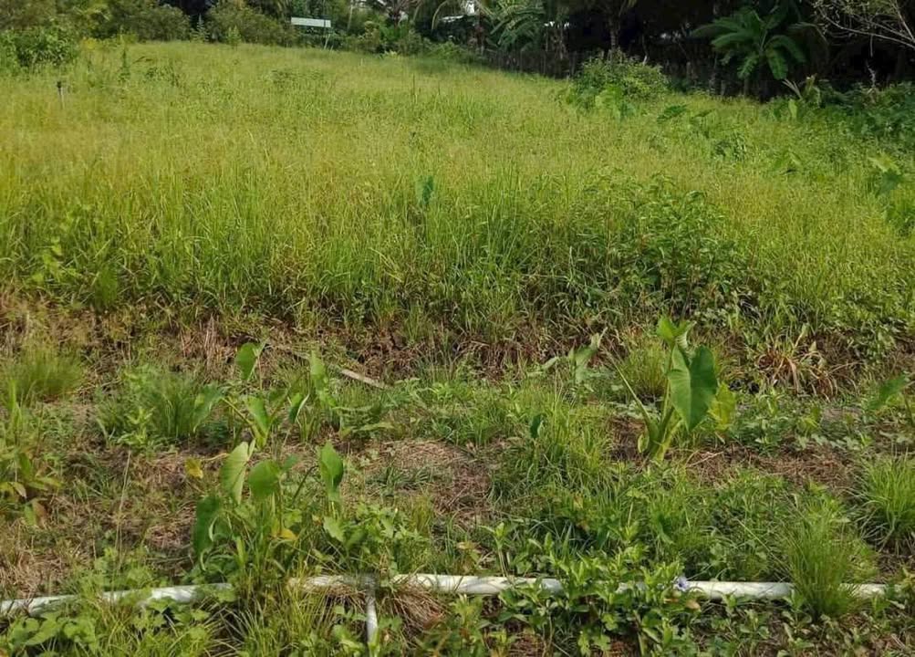 Đất nền 459m² tại Long Thới, Chợ Lách - Giá chỉ 280 triệu!