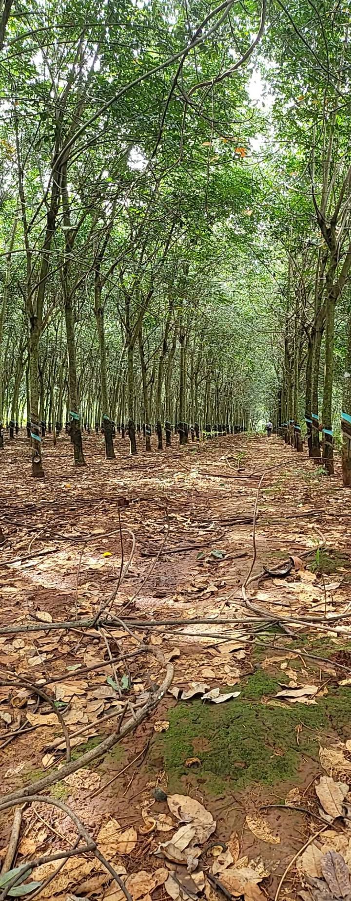 Bán Farm Cao Su 3ha Đồng Tiến - Giá Hợp Lý, Sẵn Sàng Đầu Tư!