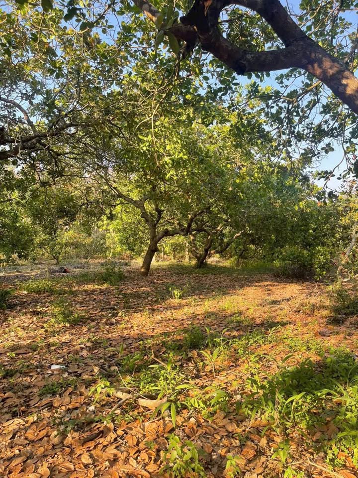 Mảnh vườn 7000m² tại Xã Gia Canh - Định Quán - 1,5 tỷ - Đầu tư sinh lời!