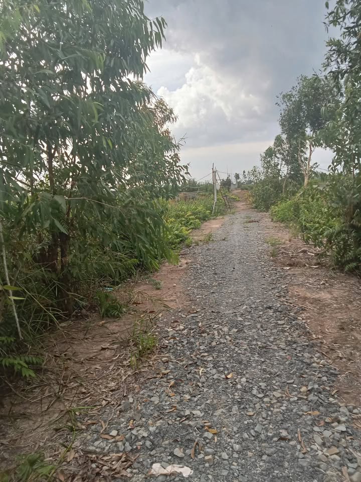 Đất trồng khóm 10.000m² tại Tân Phước, 1.2 tỷ - Cơ hội đầu tư hấp dẫn!