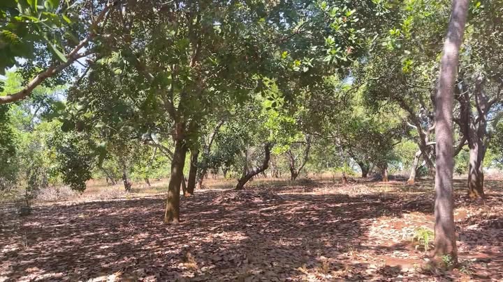 Đất nền 100m mặt tiền đường Đất Bung 3.1 tỷ - Cơ hội đầu tư hấp dẫn!