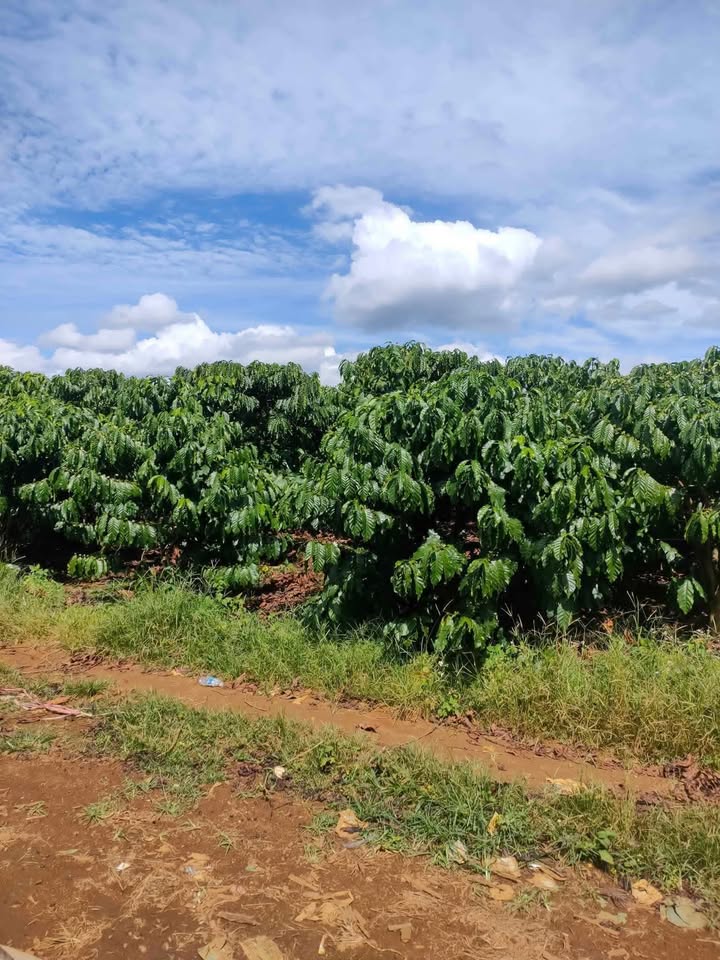 Đất nền 5,2 sào tại thôn 16, Lộc Thắng, Bảo Lâm - Giá 2.2 tỷ - Sổ hồng mới!