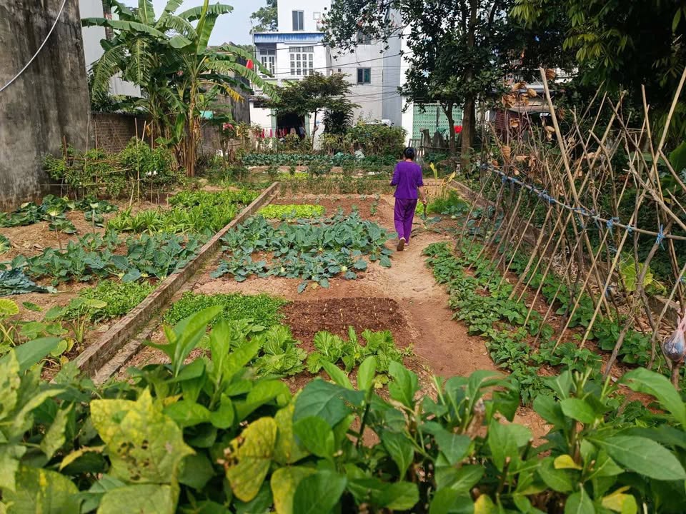 Đất Lạc Nông, Mai Đình, Sóc Sơn 93.8m² giá chỉ 3.05 tỷ - Cơ hội vàng cho nhà đầu tư!