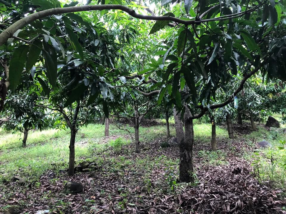 Bán lô đất nông nghiệp Diên Điền, Diên Khánh 1.1ha - Sổ đỏ chính chủ!