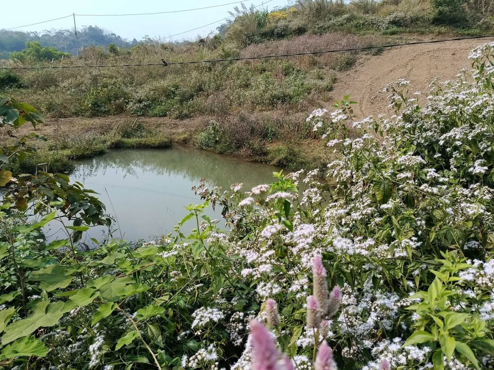 Đất Farm Lương Sơn 3500m² giá thỏa thuận - Thổ nhưỡng màu mỡ, sẵn sàng trồng cây ăn quả!