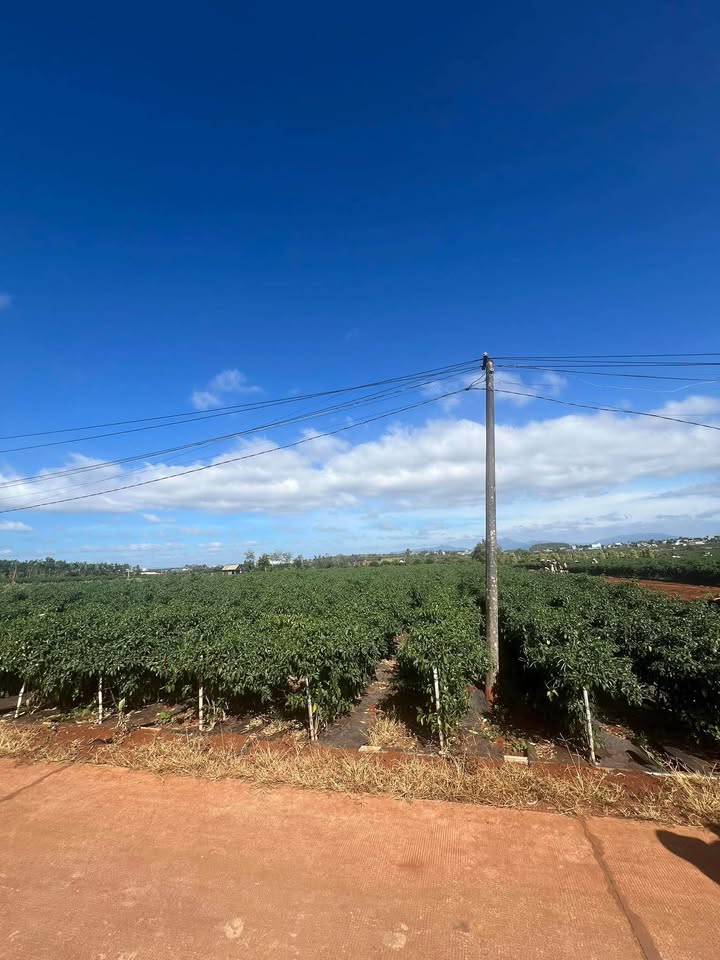 Lô đất thổ cư 100m² tại Biển Hồ - Giá chỉ 470 triệu, cơ hội vàng cho đầu tư!