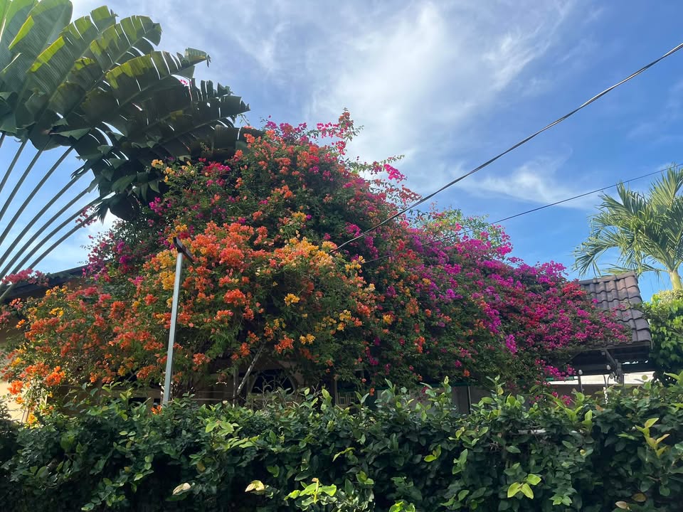 Đất nông nghiệp 6000m² tại KP Suối Tre, Long Khánh - Giá chỉ 6.3 tỷ VND!