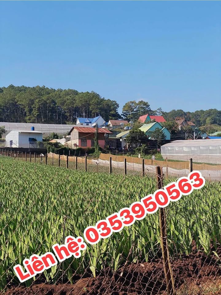 Đất nghỉ dưỡng Hiệp An 252m² giá từ 1.6 tỷ - Sổ hồng chính chủ sẵn sàng giao dịch!