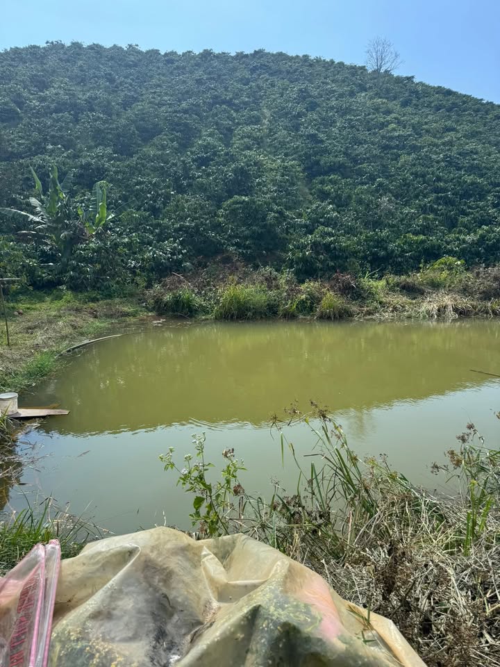 Đất Cà Phê Đà Loan, 6200m² giá 1.8 tỷ - Đầu tư sinh lời tốt!