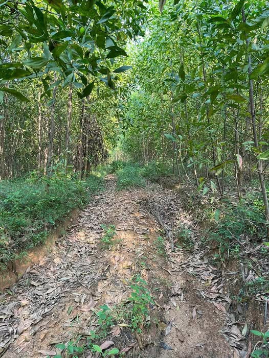 Đất nông nghiệp 44 sào tại Bình Thanh, 1.716 tỷ - Đầu tư tiềm năng!