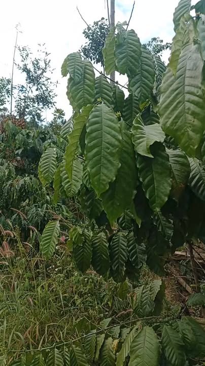 Lô đất rẫy cà phê 1.5ha tại xã Ba Tầng, Hướng Hóa chỉ 1.55 tỷ - Đầu tư sinh lời ngay!