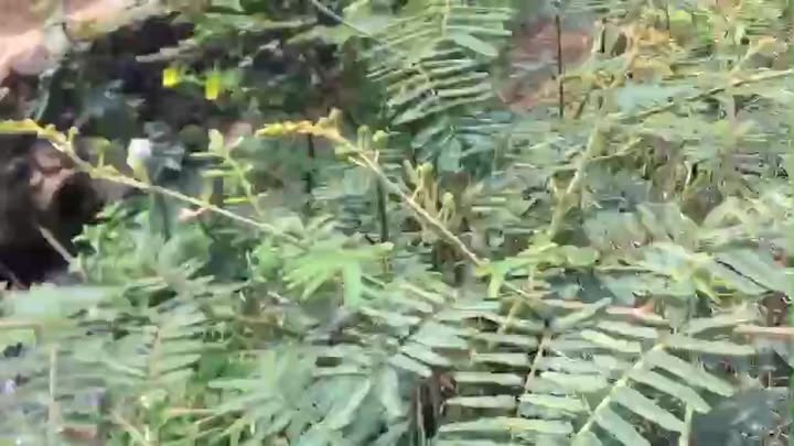 Đất Farm 6.279m² tại Ea M'DRóh, Cư M'gar - Mặt tiền 40m, Nở hậu, Đầu tư sinh lời!