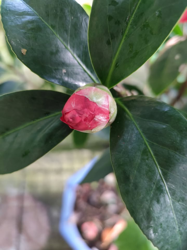 Đất nền nghỉ dưỡng 4100m² tại Cần Thơ - Giá chỉ 3.5 tỷ, cơ hội đầu tư tốt!