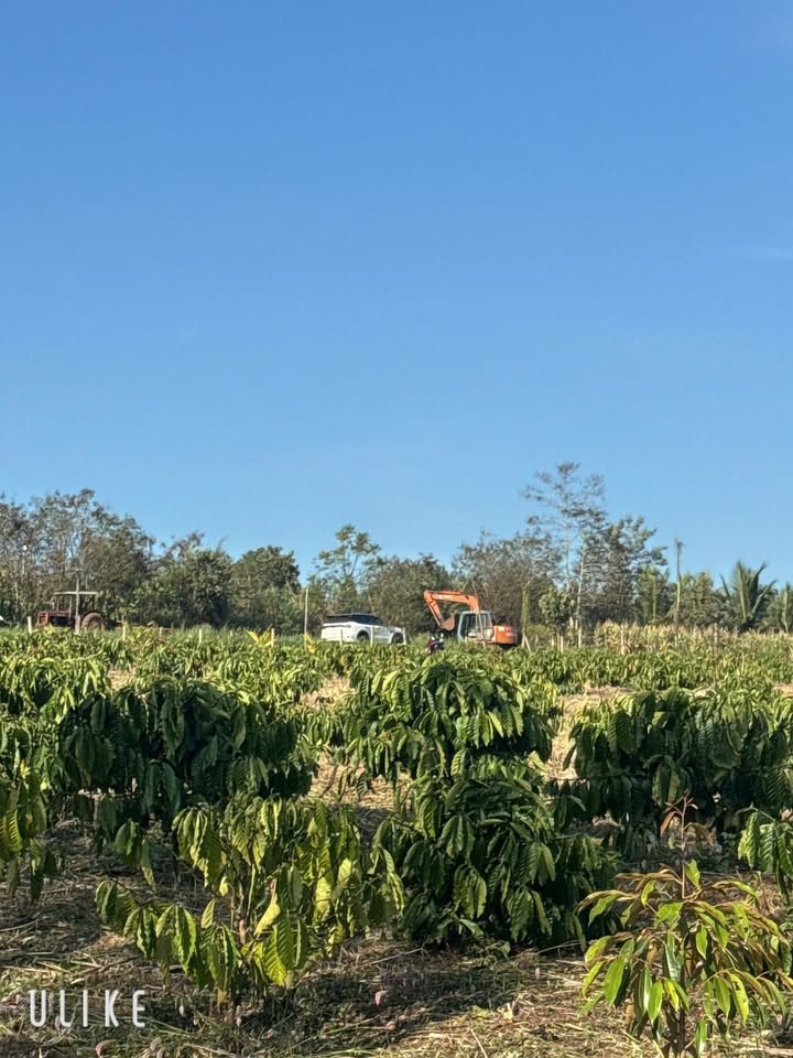 Đất nền huyện Buôn Đôn 12.000m² giá 25 tỷ - Mặt tiền đường, cơ hội đầu tư vượt trội!