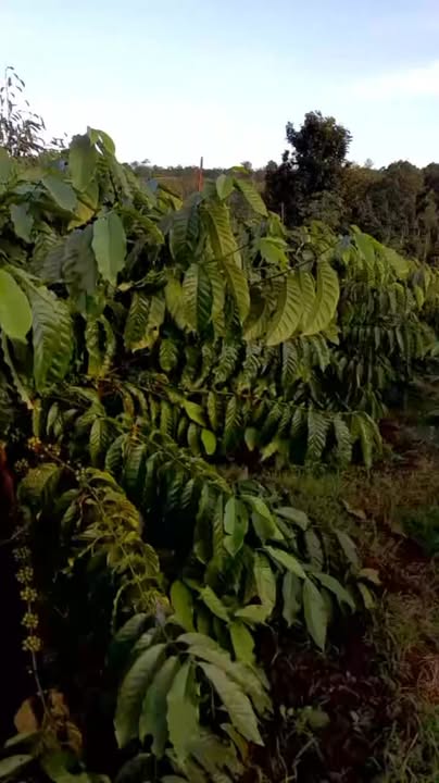 Bán lô rẫy 40000m² tại Phường Đoàn Kết, Buôn Hồ - Đầu tư sinh lời ngay!