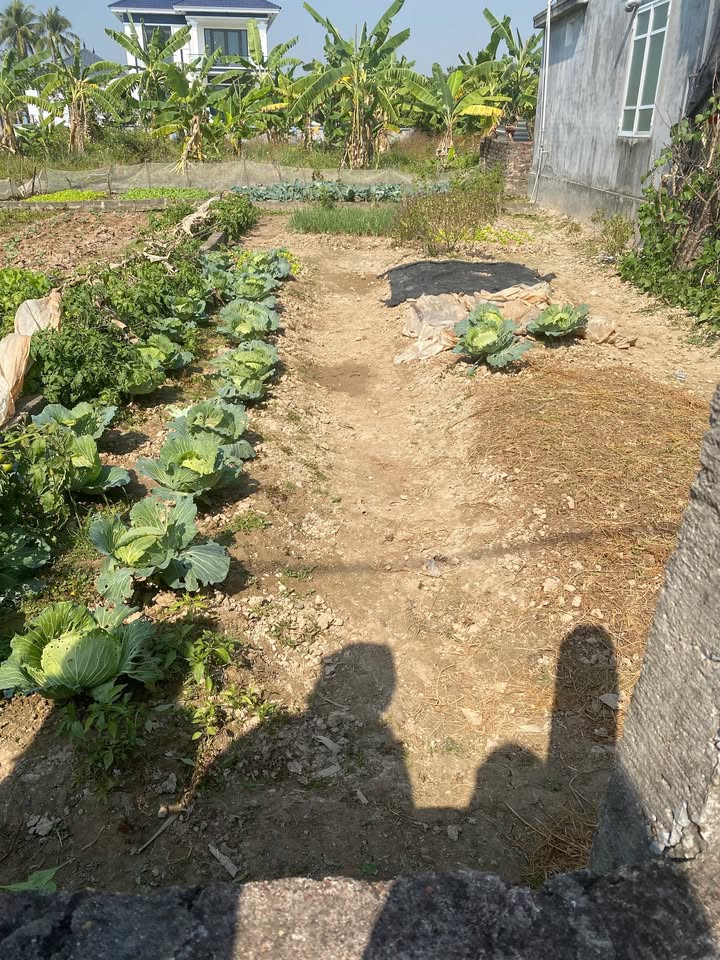 Bán đất KCN Tràng Duệ 3 Hải Phòng 70m² giá 680 triệu - Đầu tư an toàn, thanh khoản tốt!