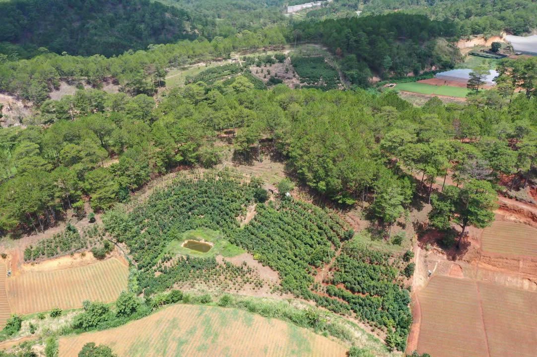 Đất nền Đa Quý, Xuân Trường, Đà Lạt 6000m² giá 7.2 tỷ - Cơ hội đầu tư tuyệt vời!