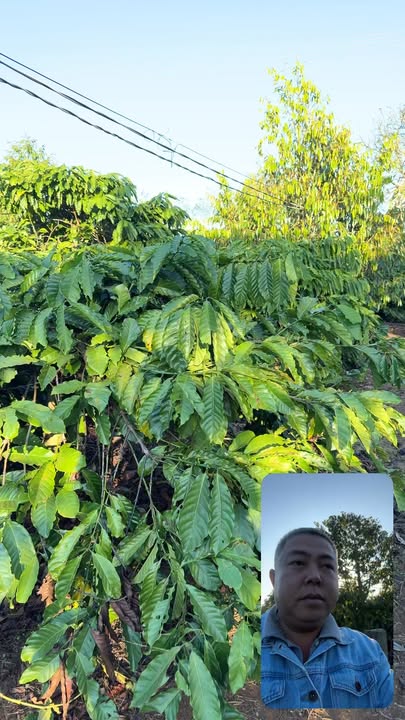 Farm Đường Hồ Xuân Hương, Đoàn Kết 16.000m² giá 2.4 tỷ - Cơ hội đầu tư tuyệt vời!