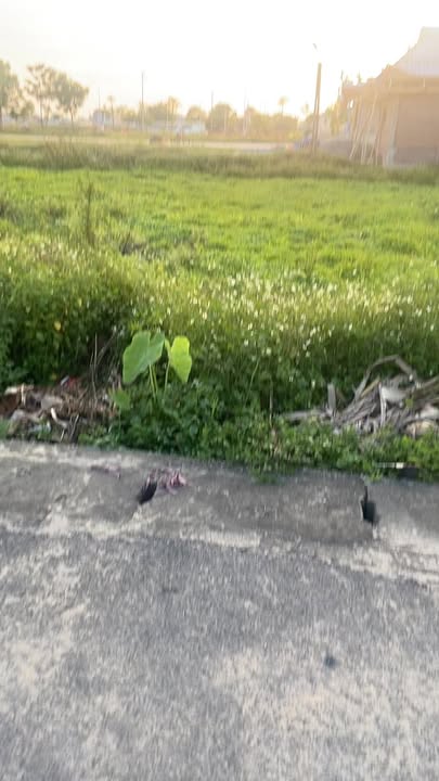 Đất thổ cư đẹp tại Thôn Phục Lễ, Hoằng Hóa, 127m² giá 1.3 tỷ - Sổ hồng chính chủ!