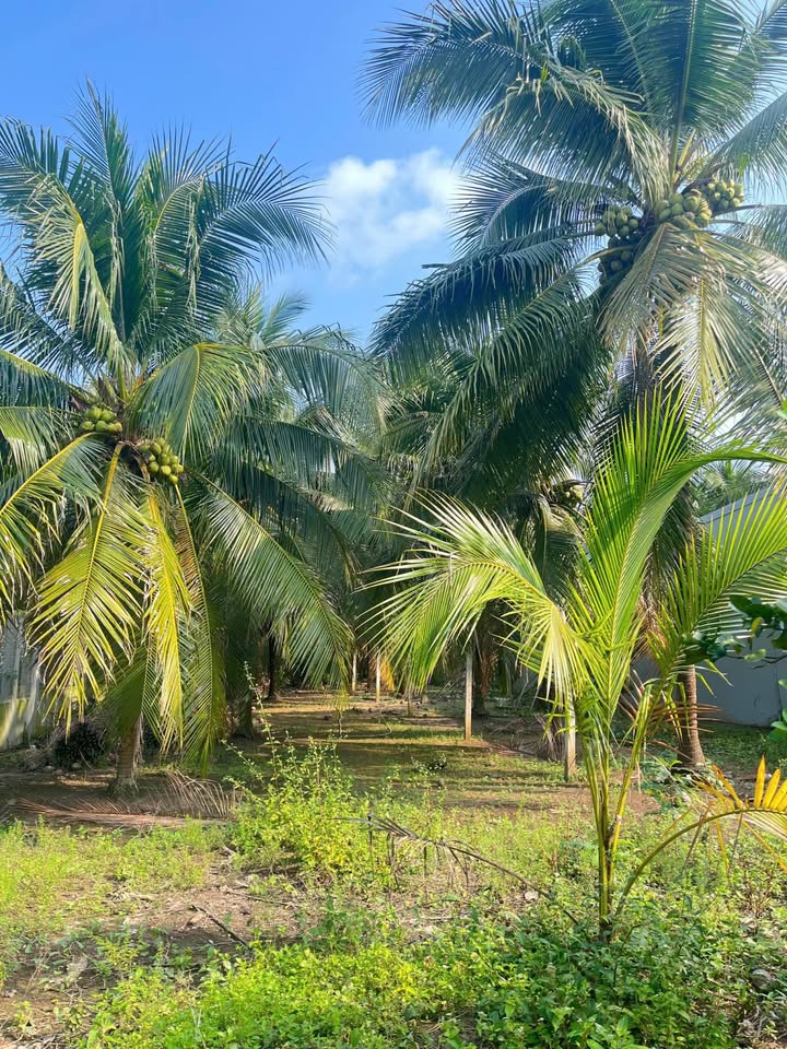 Đất mặt tiền đường Nông Thôn Tam Phước 528m² giá 700 triệu - Đầu tư sinh lời ngay!