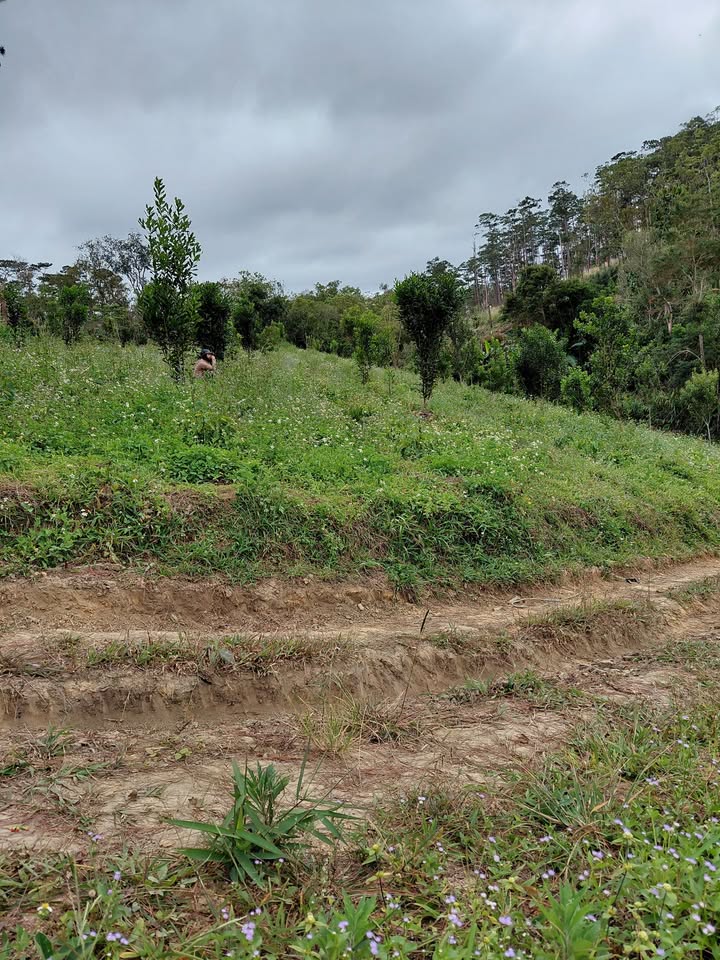 Đất nền 5 xào tại Phi Liêng, Đam Rông, Lâm Đồng - Giá chỉ 600 triệu