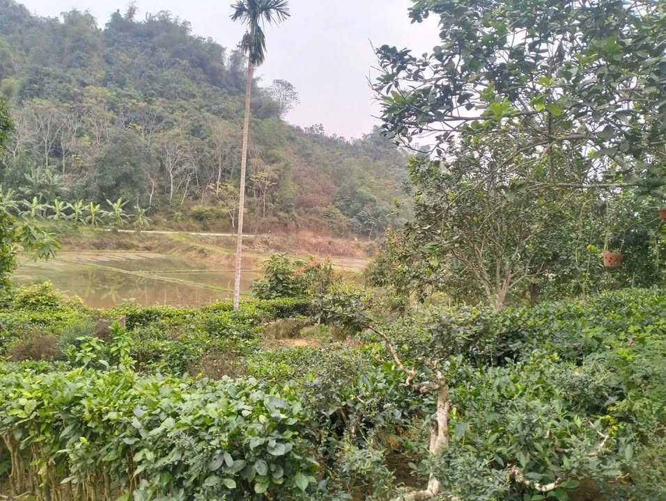 Đất nền xã Sơn Hùng, huyện Thanh Sơn, Phú Thọ 6300m² giá 2 tỷ - Gần Quốc lộ, view cánh đồng thoáng mát!