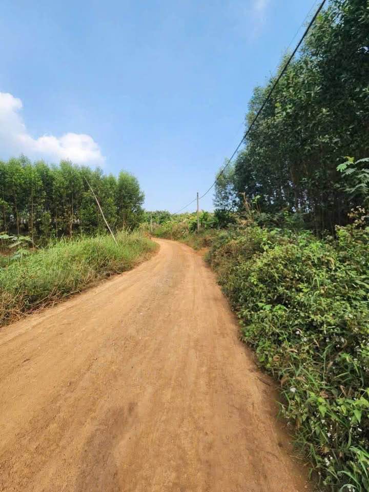 Cho thuê trại nuôi heo tại Thị trấn Vĩnh An, Đồng Nai - Đầy đủ hạ tầng, sẵn sàng vào hoạt động!