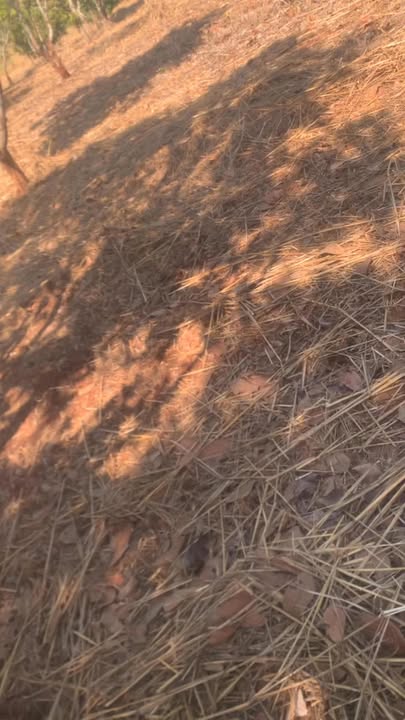 Đất nông nghiệp 10.000m² tại Xã Ia Dom, Huyện Đức Cơ - Giá thỏa thuận hấp dẫn!