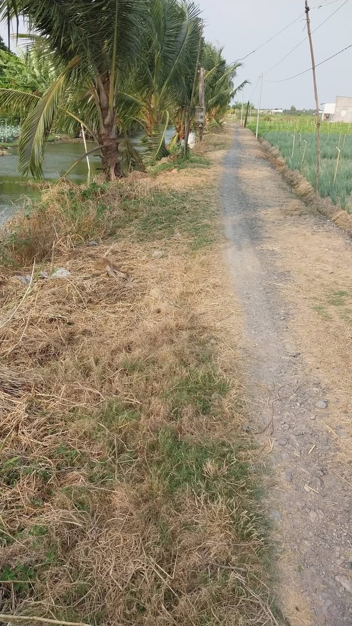 Đất CLN 840m² tại Xã Tân Đông - Giá chỉ 500 triệu, Vị trí đẹp để đầu tư!