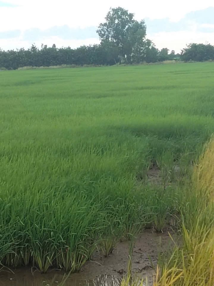 Đất nông nghiệp Phú Hòa, Tân Hội, Tân Hiệp 45.000m² giá 5.4 tỷ - Đầu tư sinh lời ngay!