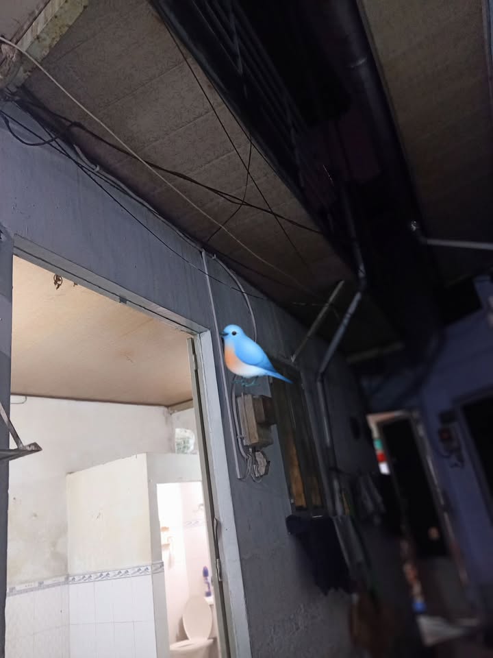 Nhà cho thuê Phường 5, Quận 8, 15m² giá 3 triệu - Không thể bỏ lỡ!