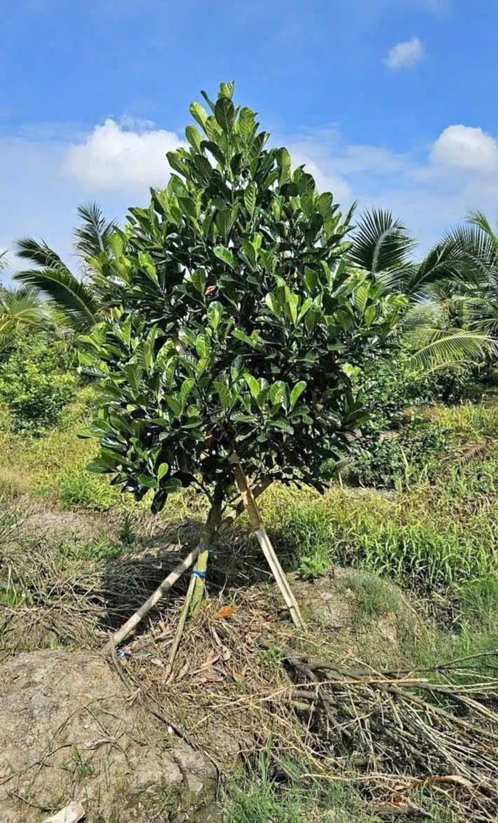 Đất vườn 9829m² tại Trà Vong, Tây Ninh giá 350 triệu - Cơ hội đầu tư hấp dẫn!