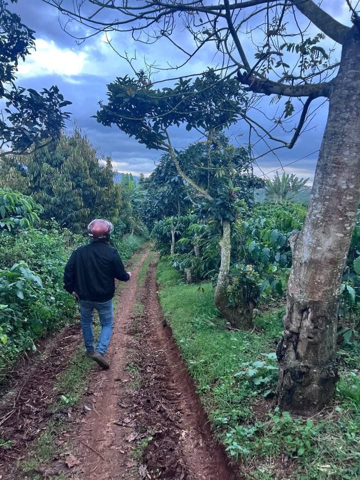 Đất nền 2,2 sào tại Tân Châu, Di Linh giá 2 tỷ - Đầu tư sinh lời ngay!