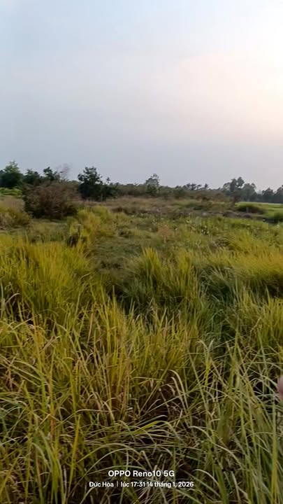 Đất nền mặt tiền đường nhựa số 4, Hòa Khánh Đông, Đức Hòa 175m² giá 1.35 tỷ - Cơ hội đầu tư hiếm có!