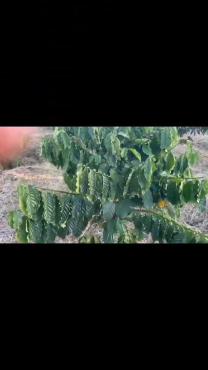 Lô cà phê 4 sào tại Xã Ia Me, Huyện Chư Prông, Gia Lai - Giá chỉ 700 triệu!