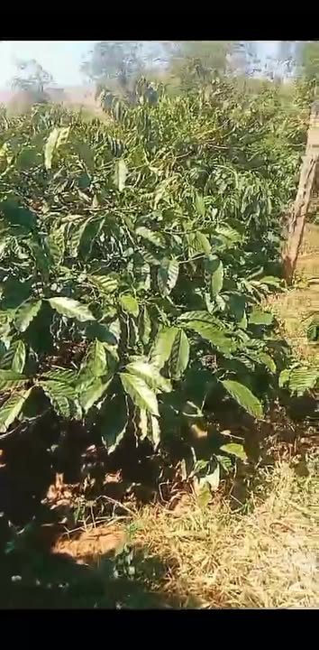 Farm đất đỏ tại Ia Dreng, Chư Pưh, Gia Lai 1,1ha giá 2,1 tỷ - Cơ hội đầu tư hấp dẫn!